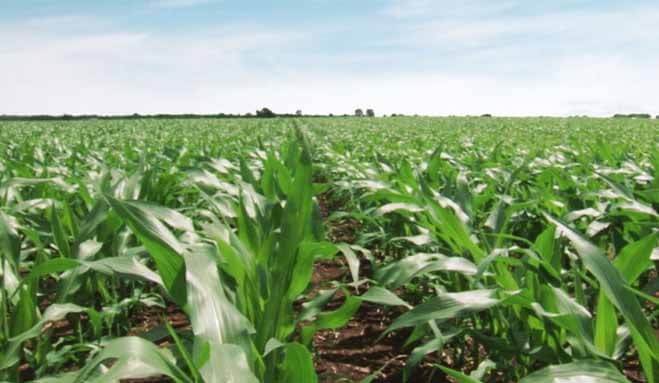 Tar Spot In Midwestern Corn