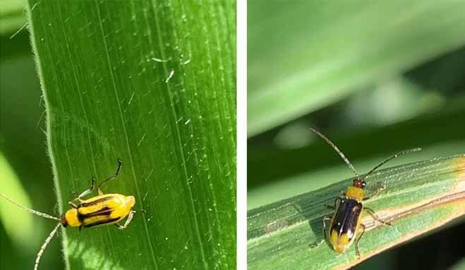 Manage Adult Corn Rootworm