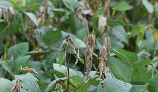 Soybean Disease Series: Part 2