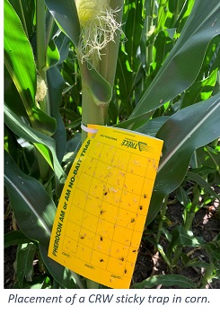 Manage Adult Corn Rootworm