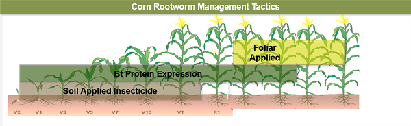 Manage Adult Corn Rootworm