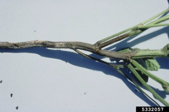 Soybean Disease Series: Part 1