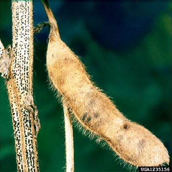 Soybean Disease Series: Part 2