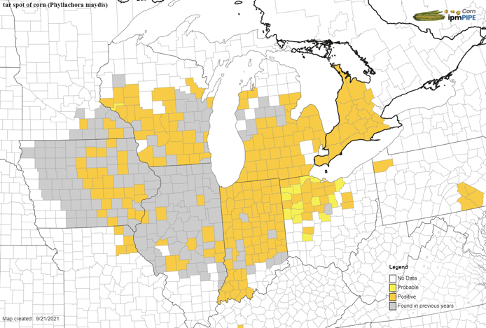 Tar Spot In Midwestern Corn