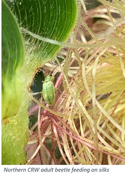 Manage Adult Corn Rootworm