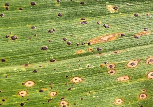Tar Spot In Midwestern Corn