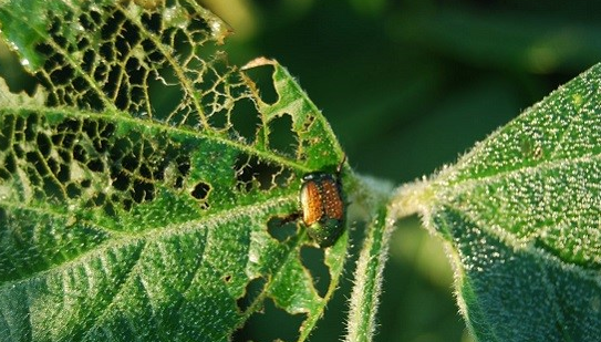JAPANESE BEETLE IDENTIFICATION AND MANAGEMENT IN SOYBEANS